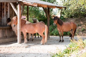 Zeit am Ponystall Bild 3