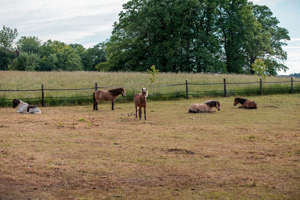 Zeit am Ponystall Bild 6