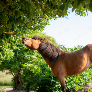 Zeit am Ponystall Bild 8