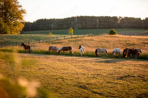 Zeit am Ponystall Bild 4
