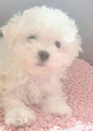 maltipoo