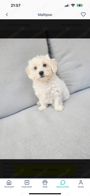 maltipoo