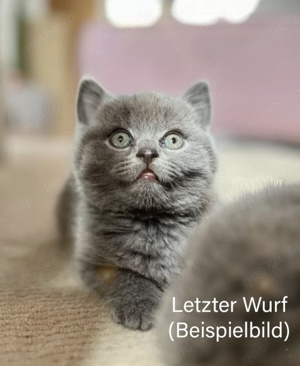 Britisch Kurzhaar Kitten 