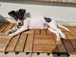 Jack Russell Terrier Welpe 