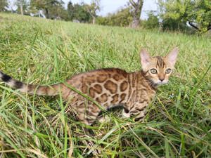 Reinrassige Bengalkatze 3 Monate alt