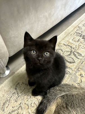 BKH Babykatze British Kurzhaar Kitten schwarz