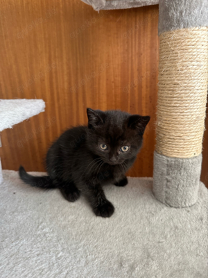 BKH Babykatze British Kurzhaar Kitten schwarz