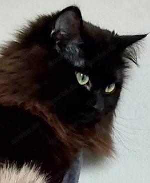 Mainecoon mix Katze 