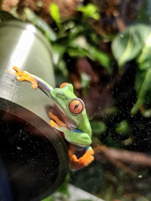 Rotaugenlaubfrosch Red eyed Tree frog Agalychnis Callidryas Männchen  Terrarium Frosch 