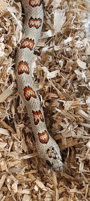 Lampropeltis mexicana thayeri