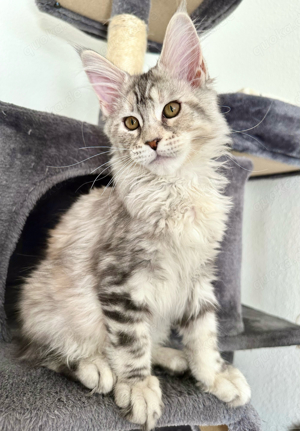 Super Maine Coon Mädchen mit Stammbaum