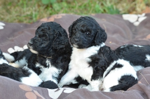 Harlekin Großpudel Welpen