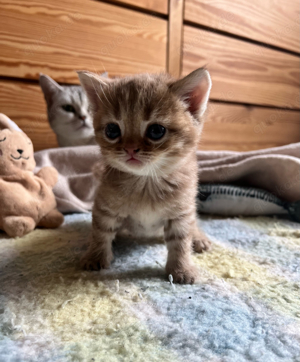 bkh Kitten gold silver tabby shaded wild color 