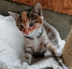 3 Süße Katzenbabys suchen neuer Dosenöffner