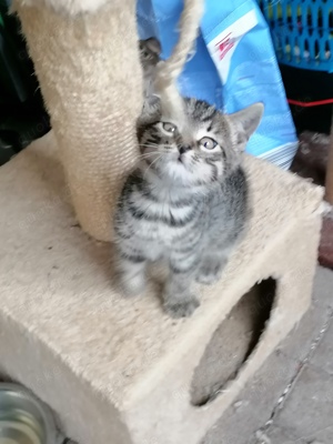 2 Katzenbabys suchen ein neues zu Hause