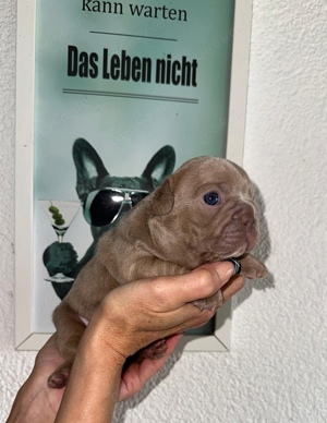 Französische Bulldoggen Welpen Isabella Lilac Blue Isabella Pied 