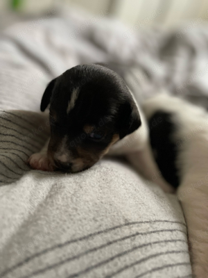 Jack Russel Terrier Welpen