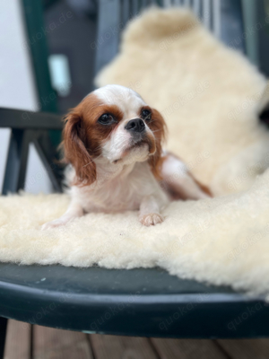 Cavalier King Charles x King Charles Spaniel Hündin in Blenheim