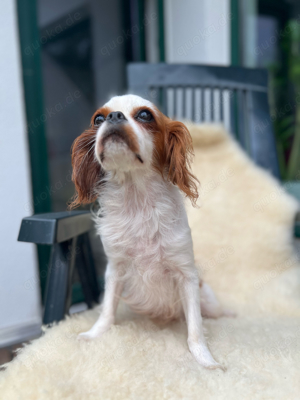 Cavalier King Charles x King Charles Spaniel Hündin in Blenheim Bild 2