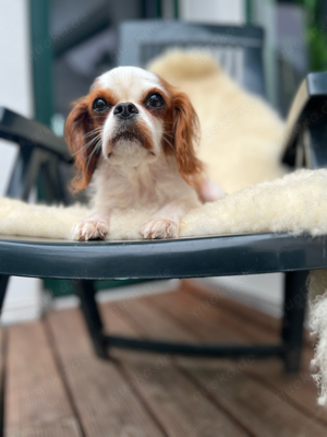 Cavalier King Charles x King Charles Spaniel Hündin in Blenheim Bild 4