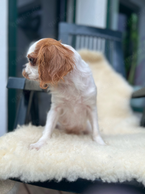 Cavalier King Charles x King Charles Spaniel Hündin in Blenheim Bild 5