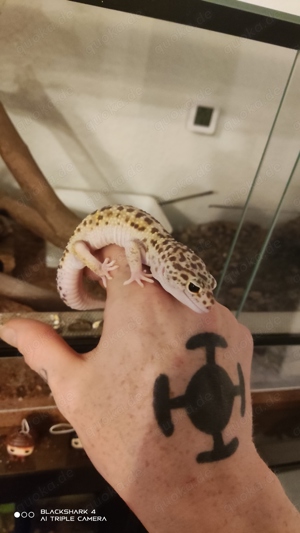 Leopardgeckos 1.3