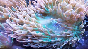 Meerwasser, Kupferanemone Sunburst 