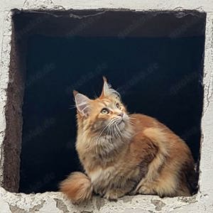 Maine Coon Dame red tabby mit Stammbaum 