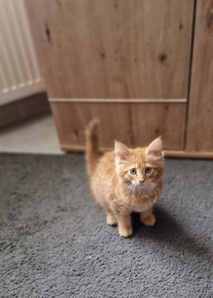 Xl Maincoon Kitten 