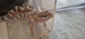 leopardgeckos Giants