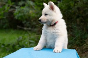 Weisser Schweizer Schäferhund Welpen - Ahnentafel - VDH FCI RWS - Papiere