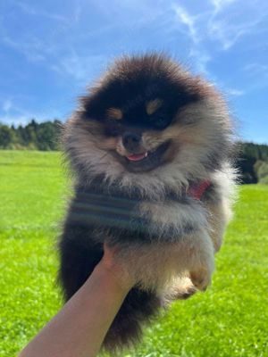 Pomeranian Welpen,