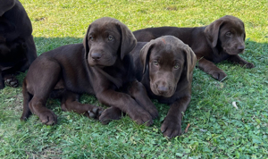 traumhafte Labrador Welpen (Abholbereit)