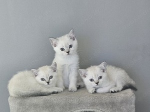 BKH Seal-silver-shaded-point Kitten