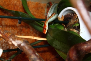 Thamnophis sirtalis infernalis