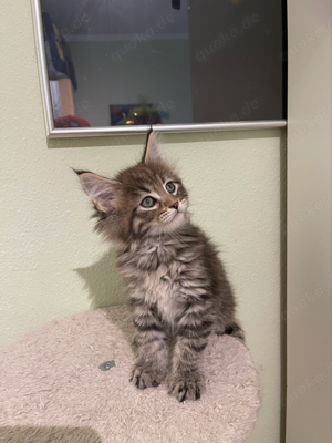 maine coon kitten Eltern haben stammbau