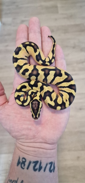 Enchi Pastel het Holy Grail Königspython