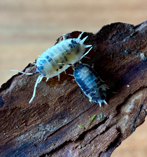 porcellio laevis asseln pandaasseln