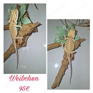 Bartagame  Weibchen