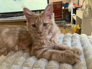 Maine coon kater