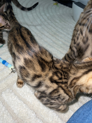 Reinrassiger Bengalkater