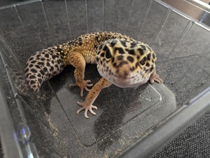 Leopardgecko 