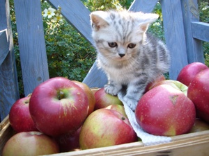 BKH silber Tabby 