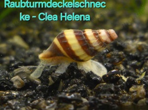 Aquarium Schnecken 