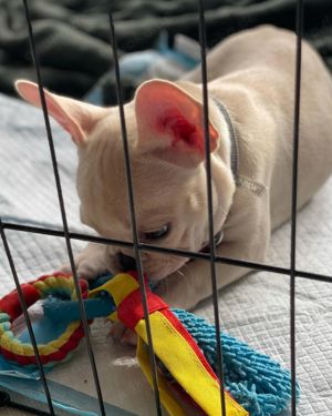 Mini Französische Bulldoggenwelpen Unser Baby wurde am 11.07.2024 geboren.