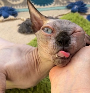 Sphynx Kater Bambino