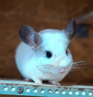 Chinchillas suchen ein neues zu Hause