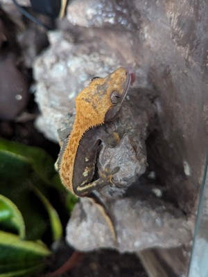 Correlophus Ciliatus 0.1 NZ + Terrarium