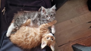 Xl Maincoon Kitten 