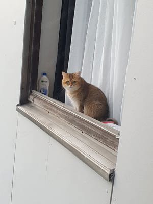 Britisch kurz haare Golden schaded Katze 